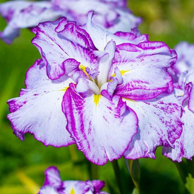 Rizomi Iris Germanica - "Ensata Lady" - Bulbshop
