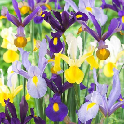 Bulbi Iris Olandez Pachet Deluxe Expert 100 buc 7 Culori | BulbShop.ro