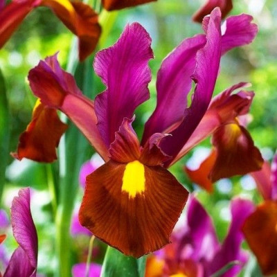 Bulbi Iris Olandez Red Ember 5 buc