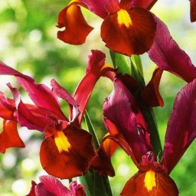Bulbi Iris Olandez Red Passion 5 buc