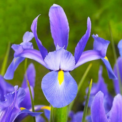 Bulbi Iris Olandez Sapphire Beauty 5 buc