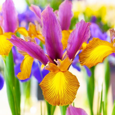Bulbi Iris Olandez Special Picasso 10 buc