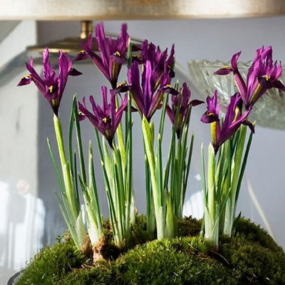 Iris Reticulata Eye Catcher 5 Bulbi/Pachet - Bulbshop