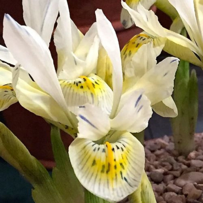 Iris Reticulata Katherine Gold 5 Bulbi/Pachet - Bulbshop