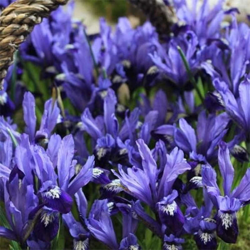 Iris Reticulata Fabiola 5 Bulbi/Pachet - Bulbshop