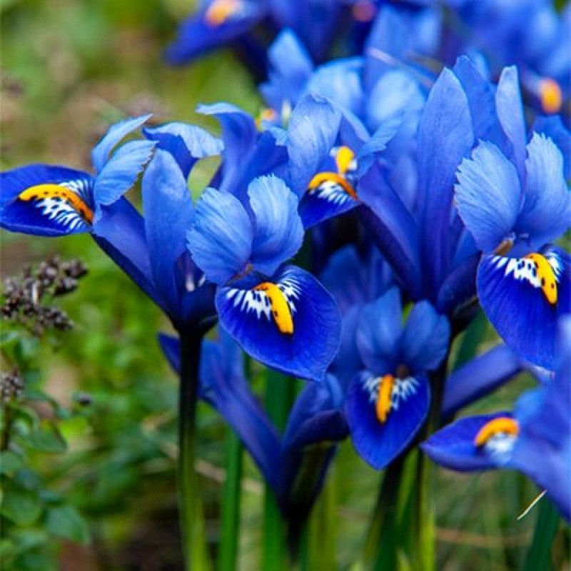 Iris Reticulata Harmony 5 Bulbi/Pachet - Bulbshop