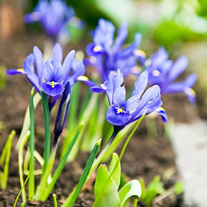 Iris Reticulata Rhapsody 5 Bulbi/Pachet - Bulbshop