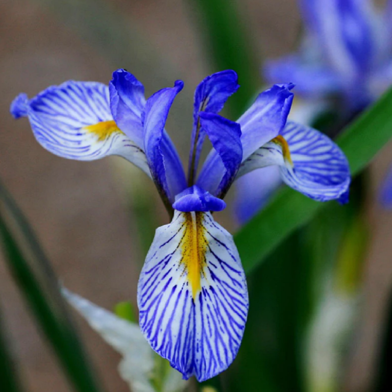 Iris Reticulata Wild Blue 5 Bulbi/Pachet - Bulbshop