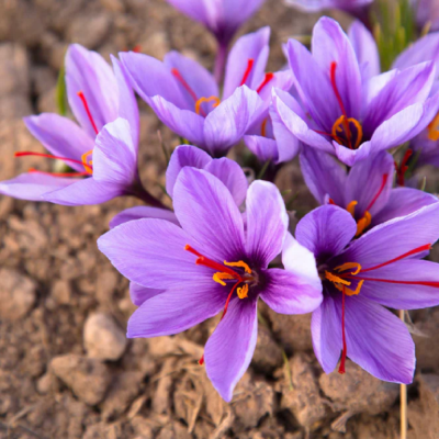 Bulbi Sofran Crocus Sativus Eden 10 buc