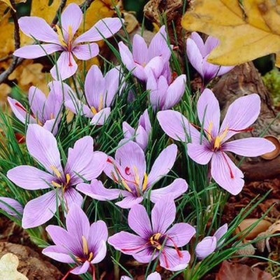 Sofran Bulbi de Aur Rosu - Crocus Sativus "Autumnale" 10 buc.