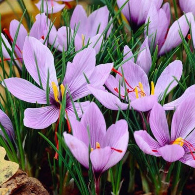Sofran Bulbi de Aur Rosu - Crocus Sativus "Blue Eyes" 10 buc.