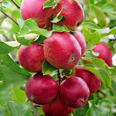 Mar Columnar Red Shar - Anul 3 - Rădăcină Împachetată