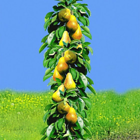 Pom Fructifer Par Columnar Conference Anul 3 | BulbShop.ro
