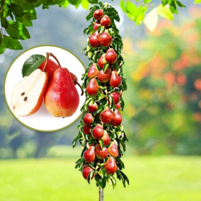 Par Columnar Red William - Anul 3 - Rădăcină Împachetată