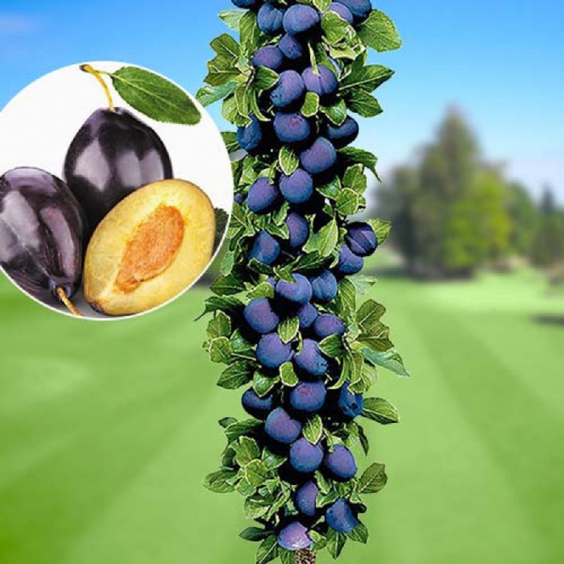 Pom Fructifer Prun Columnar Imperial Anul 3 | BulbShop.ro