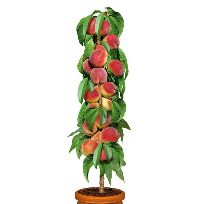 Pom Fructifer Piersic Columnar Aida Anul 3 | BulbShop.ro