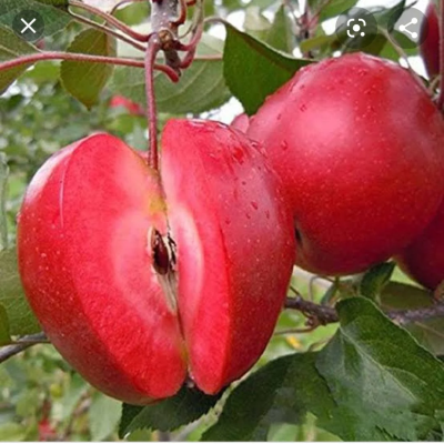 Mar Red Love - Pom Fructifer Anul 3 - Bulbshop