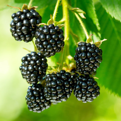 Mur Fară Spini "Black Jewel" Rădăcină Ambalată - Bulbshop