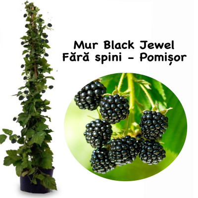 Mur pe Tulpina Inalta "Black Jewel" - Bulbshop