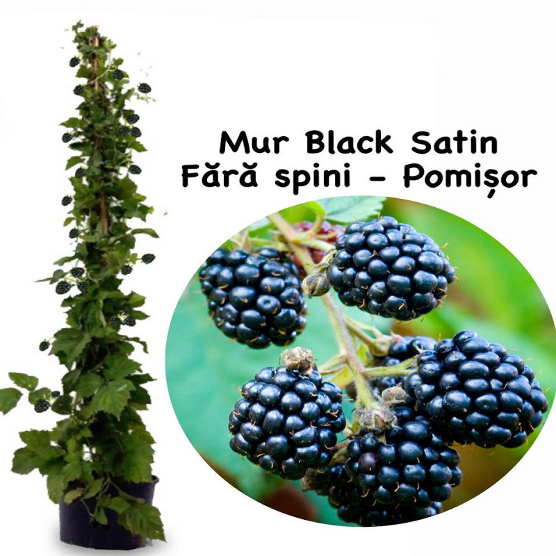 Mur pe Tulpina Inalta "Black Satin" - Bulbshop