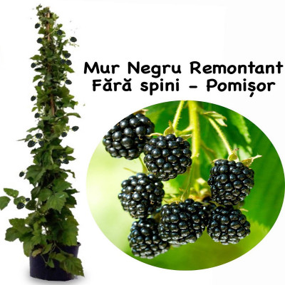 Mur pe Tulpina Inalta Remontant - Bulbshop