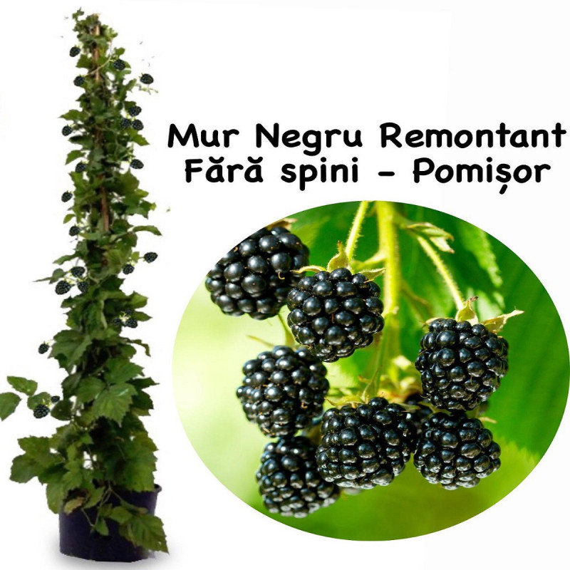 Mur pe Tulpina Inalta Remontant - Bulbshop