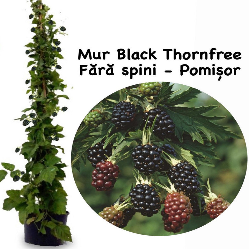 Mur pe Tulpina Inalta "Thornfree Evergreen" - Bulbshop