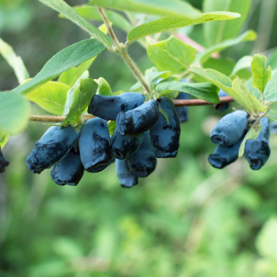 Afin Siberian "Lonicera" - Rădăcină Ambalată - Bulbshop