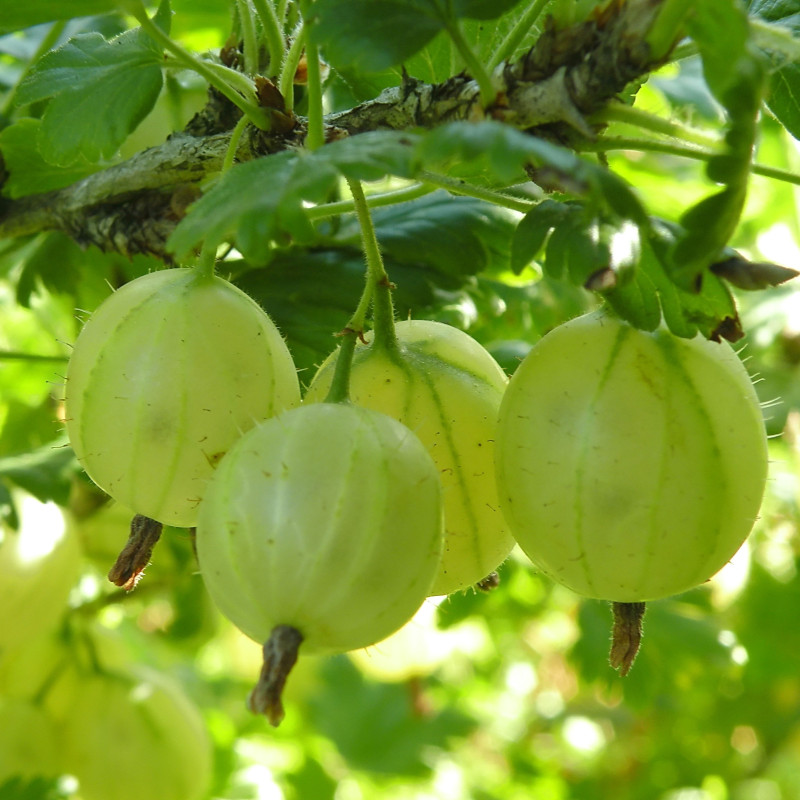 Agriș Verde "Hinnomaki Green" - Rădăcină Ambalată