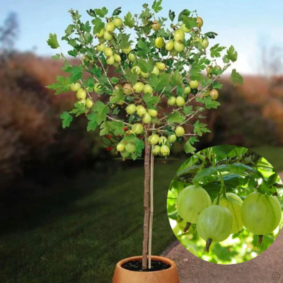 Agriș Verde Pomisor - Tulpina Inalta - Rădăcină Ambalată