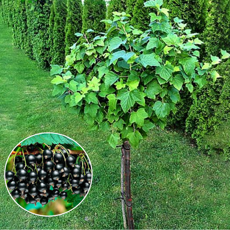 Coacăz Negru Pomisor "Ben Nevis" - Bulbshop