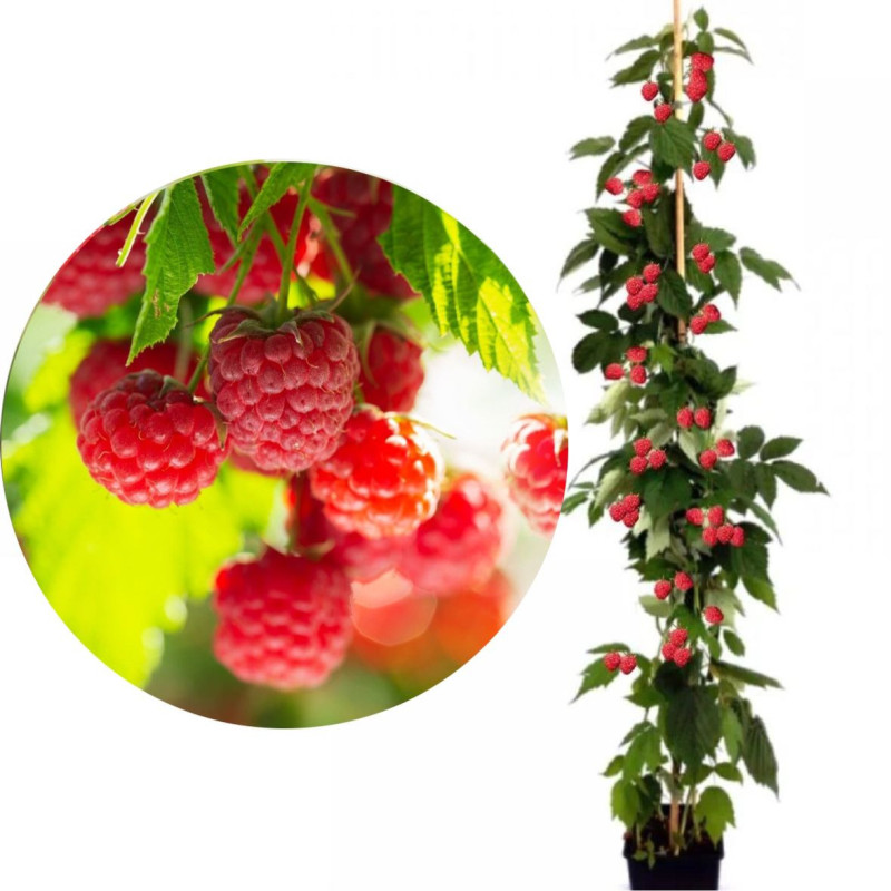 Zmeur Pomisor "Sugana Red"- Pe Tulpina Inalta Anul 3