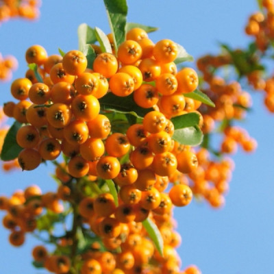 Catina Galbena "Golden Charm" - Butasi Anul 3 - Bulbshop
