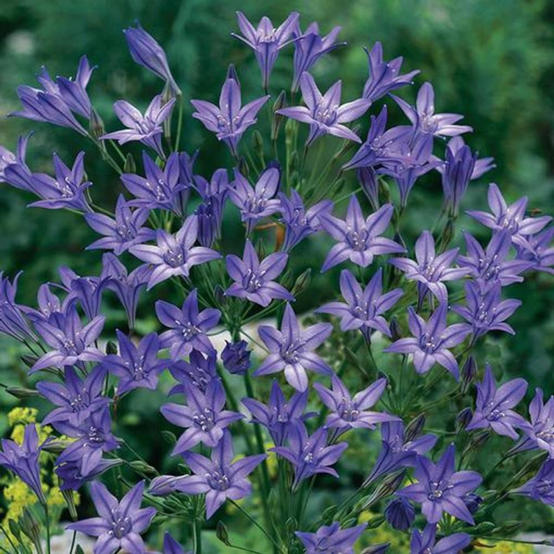 Triteleia Bulbi  Fabiola - Stele Albastre în Grădina Ta de Vară