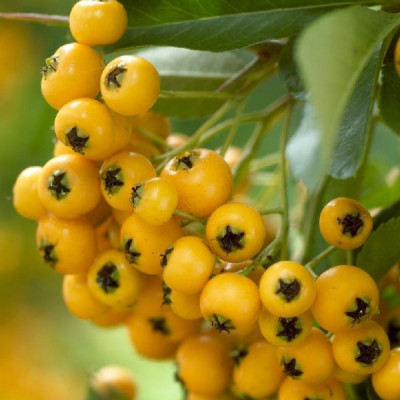 Catina Galbena "Soilei D'or" - Butasi Radacina Ambalata Anul 3