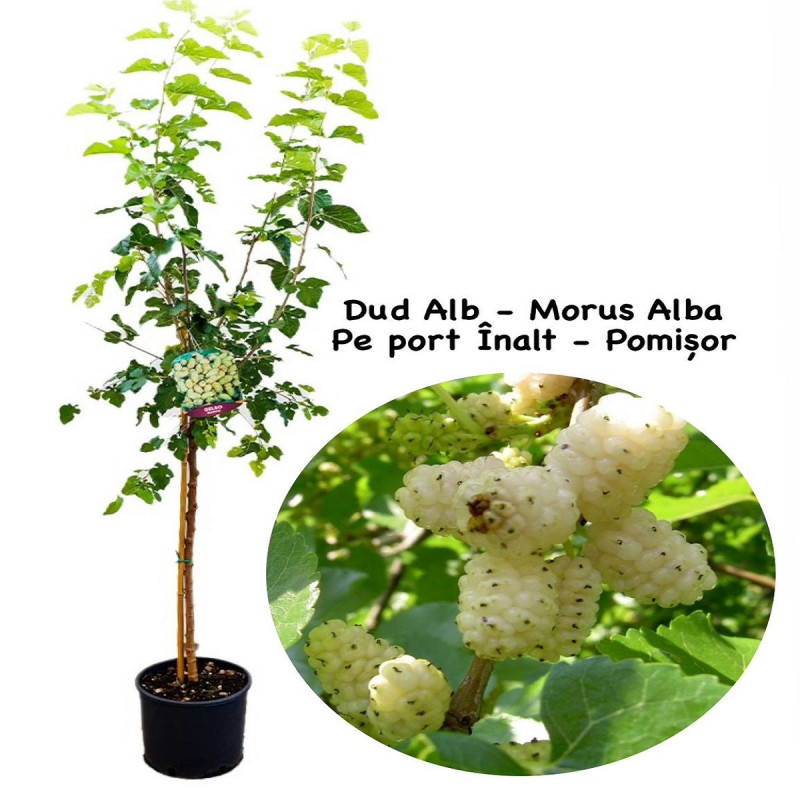 Dud Alb Pomisor "Morus Alba" - Anul 3 - Bulbshop