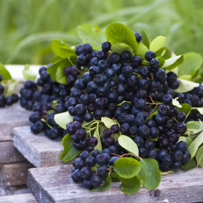 Aronia Neagra "Scorus" - Butasi Radacina Ambalata Anul 3
