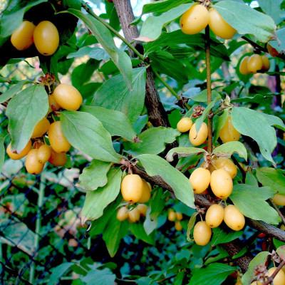 Corn Galben (Cornus Mas) - Pom Fructifer Anul 3 - Bulbshop