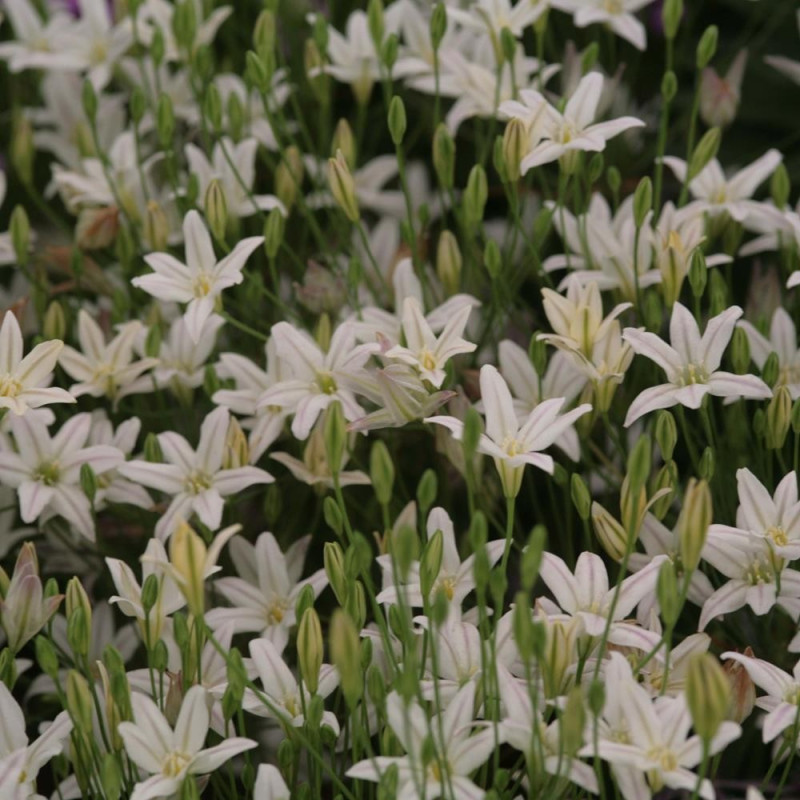 Bulbi de Triteleia Silver Queen: Bulbi si Flori de Primavara.