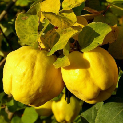Gutui "Bereczki" - Pom Fructifer Anul 3 - Radacina Ambalata