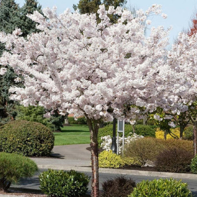 Ciresi Japonezi "Shirotae" Pom - Prunus Triloba - Bulbshop