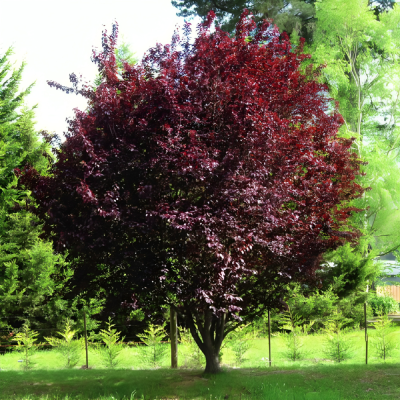 Prun Rosu Ornamental - Prunus Nigra - Bulbshop