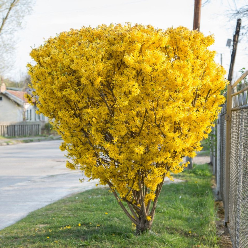 Forsythia (Forsiția) "Lynwood" - Ploaie de Aur - Bulbshop