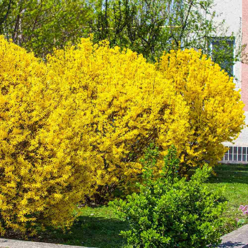 Forsythia (Forsiția) "Gold" - Ploaie de Aur - Bulbshop