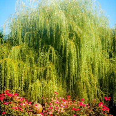 Salcie Plangatoare - Salix Curgator - Bulbshop