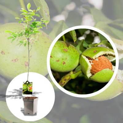 Nuc Gigant "Carpatina" - Pom Fructifer - Anul 3-4 - Bulbshop