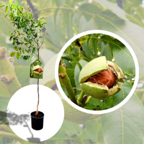 Pom Fructifer Nuc Gigant Jupanesti Anul 3-4 | BulbShop.ro
