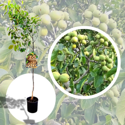 Nuc Gigant "Rubin" - Pom Fructifer - Anul 3-4 - Bulbshop