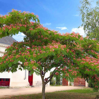 Albitzia - Arborele de Matase "Ombrella" - Bulbshop