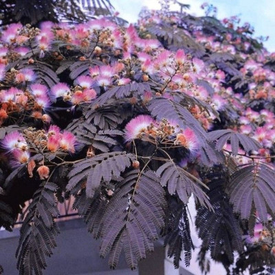Arborele de Matase "Summer Chocolate" - Bulbshop